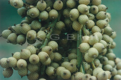 Calamus nagbettai